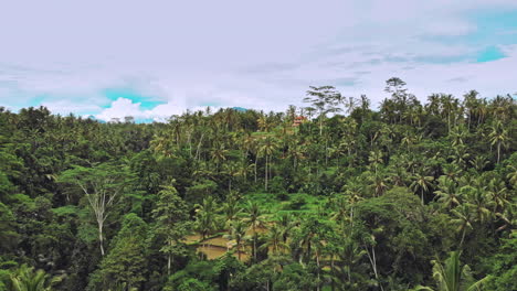 aerial top view forest tree, rainforest ecosystem