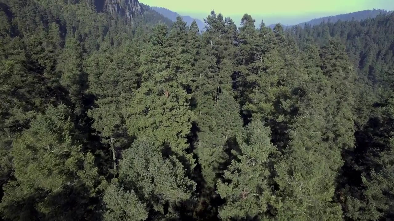 Vista drone che vola sopra una fitta pineta circondata da natura selvaggia montana e paesaggio naturale sotto il cielo diurno