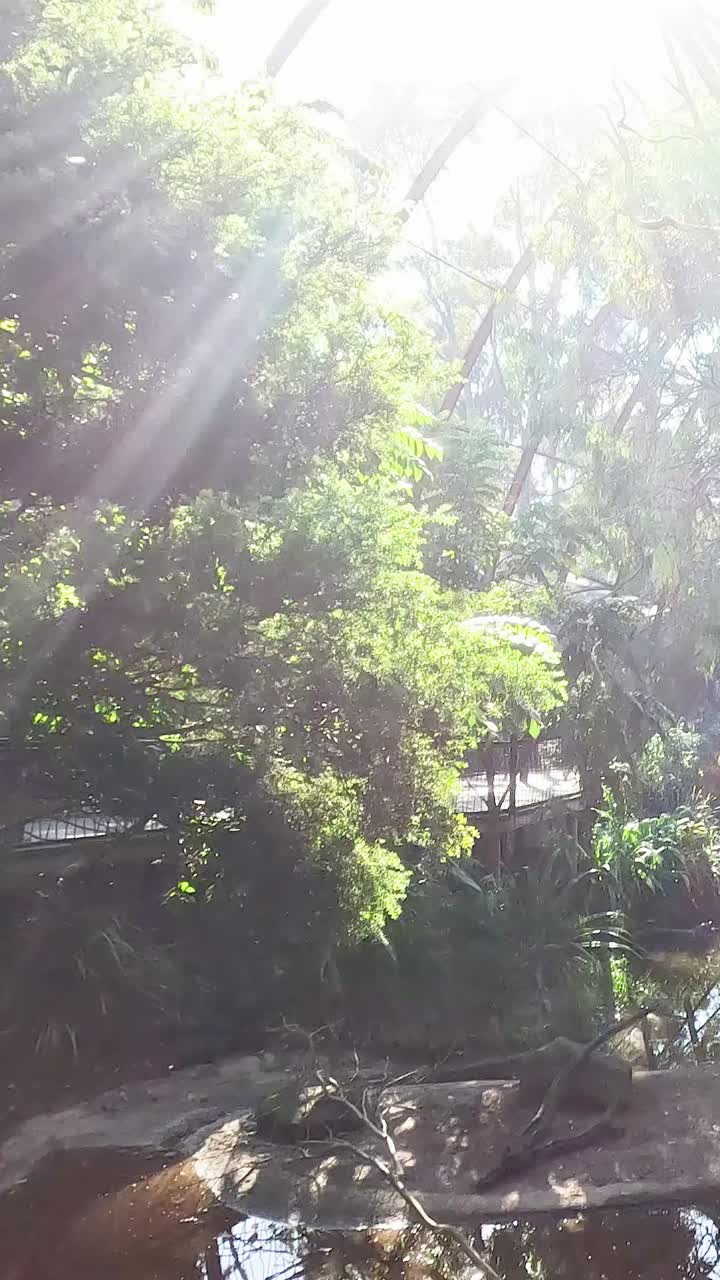 동물원 의 새  에서 울창 한 초록색 과 빛