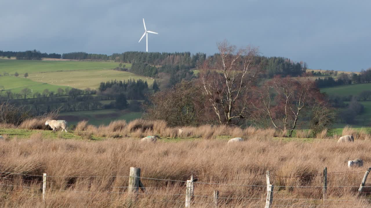 Allevamento di pecore negli altopiani a Powys, Galles, con una singola turbina eolica in lontananza. Inverno