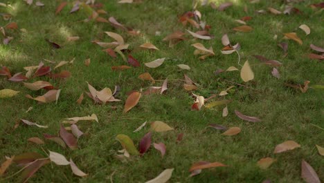 slow-motion shot of fall foliage in the pacific northwest