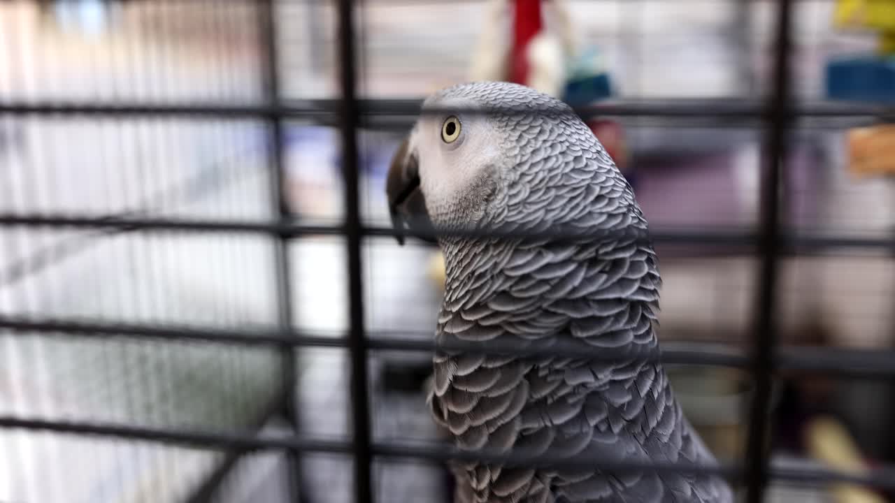 Jaco em gaiola, papagaio-cinzento-africano em casa