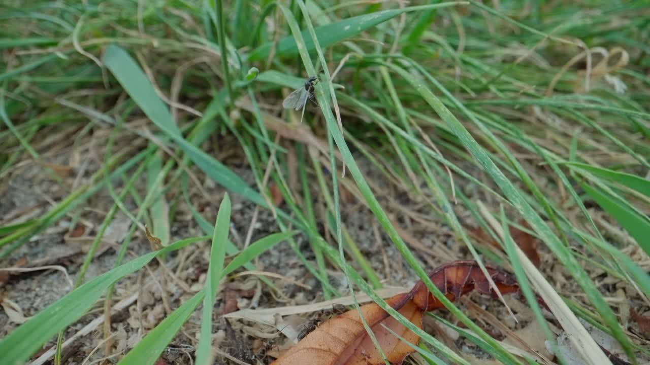 Extreme closeup of black garden ants navigating forest pine litter in slow macro crawl