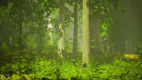 sunlight filters through trees in a serene forest setting during morning hours