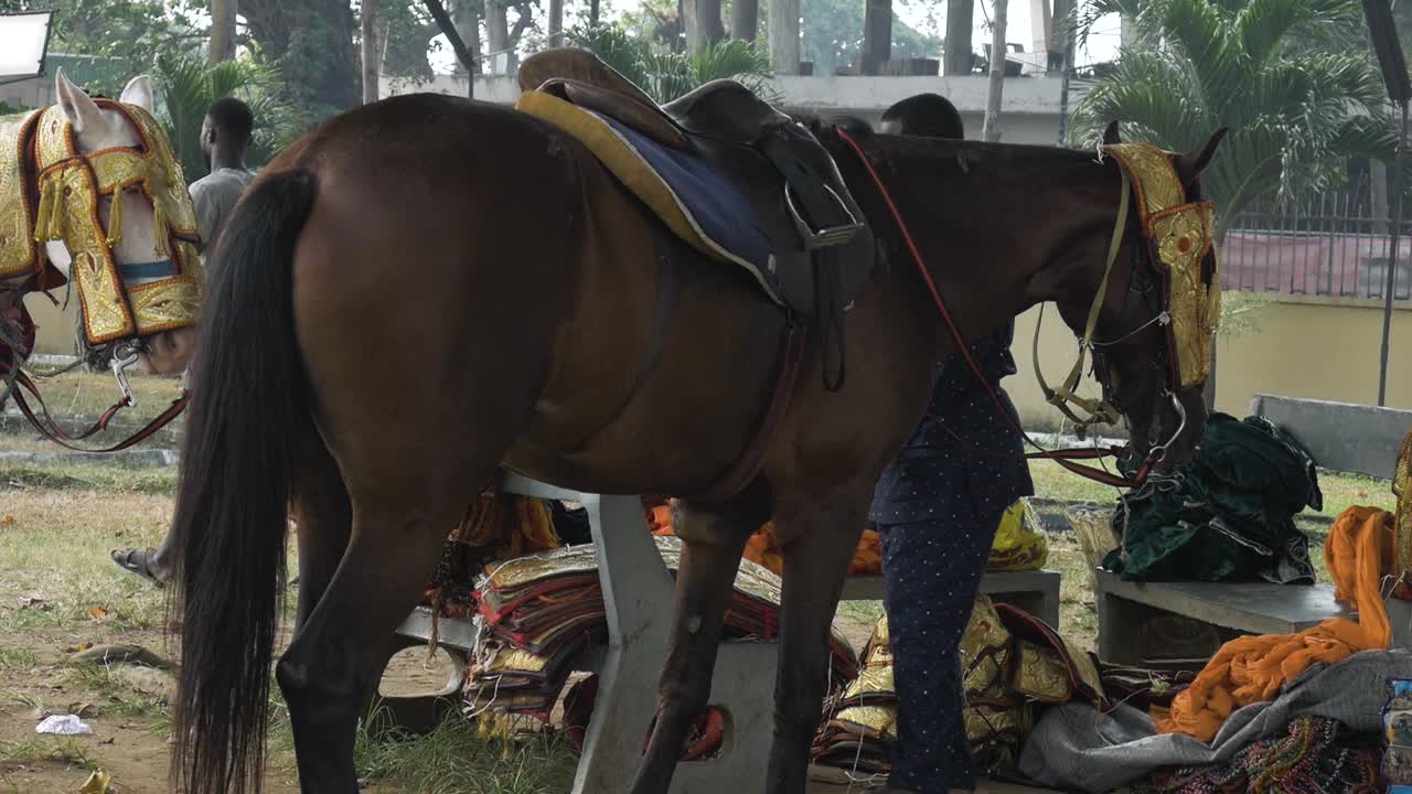 plano general del caballo siendo decorado para durbar