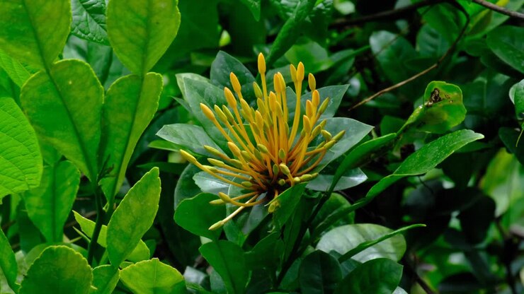 Close up of tropical yellow flower surrounded by green leaf plants in garden in Timor Leste, Southeast Asia