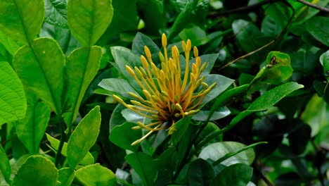 primer plano de una flor amarilla tropical rodeada de plantas de hoja verde en un jardín en timor leste, sudeste de asia