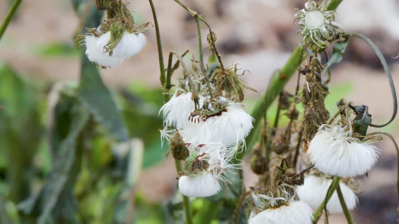Close-up of mature dandelion seed heads moving in a light breeze, captured in natural daylight with a shallow depth of field and slight camera movement