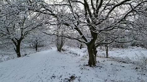 panning across snow covered rural winter wonderland wilderness with falling slow motion snowfall melting at sunrise
