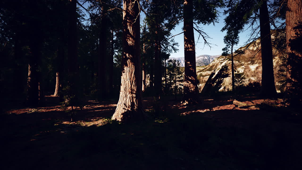 Sequoie giganti che svettano nel Parco Nazionale Sequoia