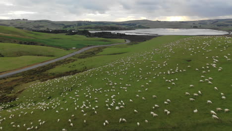 aerial view flying over a herd of sheep grazing on a hillside in new zealand