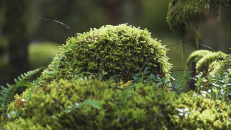 ground level shot of the moss-covered forest floor