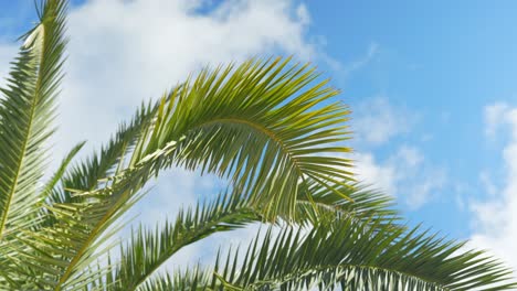 Texture of exotic palm tree leaves against blue sky, orbit view