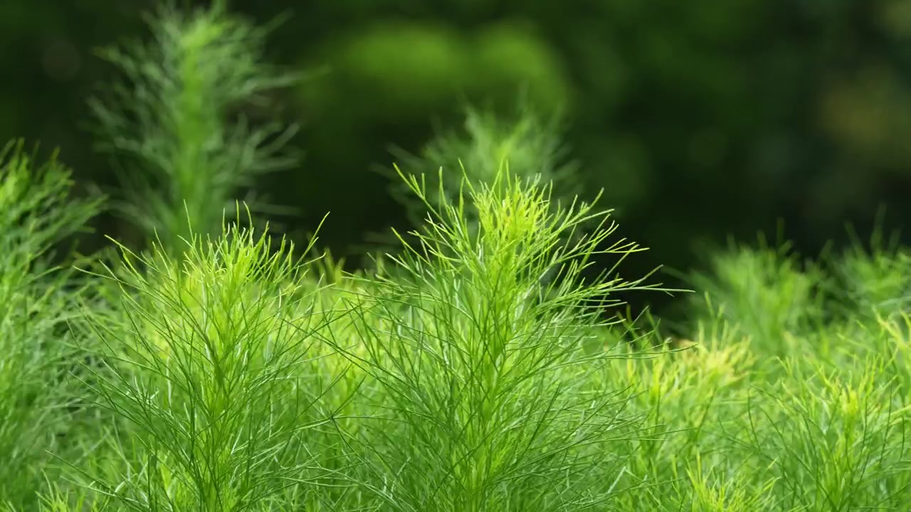Bright green kochia foliage in Shanghai Taipingqiao Park 4K25p