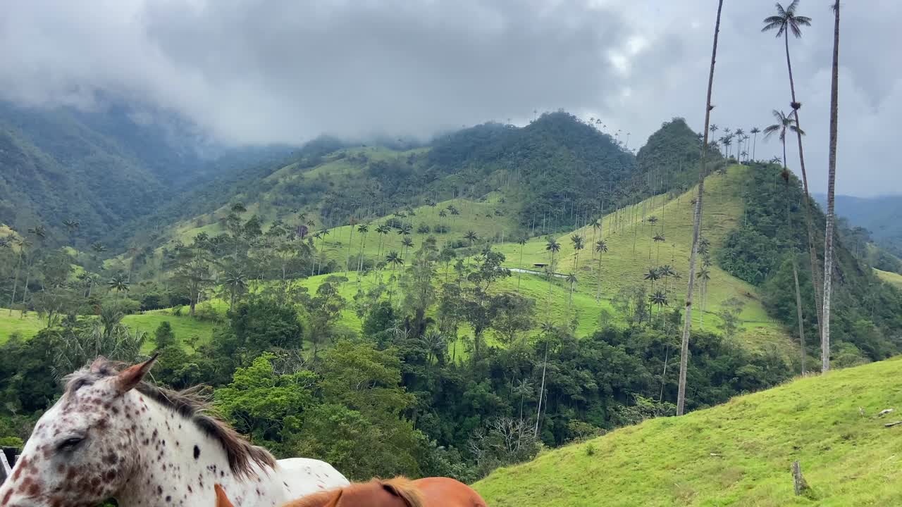Two beautiful Colombian horses in Cocora valley