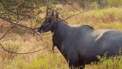 nilgai or blue bull is the largest asian antelope and is endemic to the indian subcontinent. the sole member of the genus boselaphus. ranthambore national park sawai madhopur rajasthan india