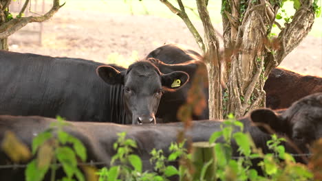 una vaca joven se rasca el hombro con la boca en un campo en dorset, inglaterra