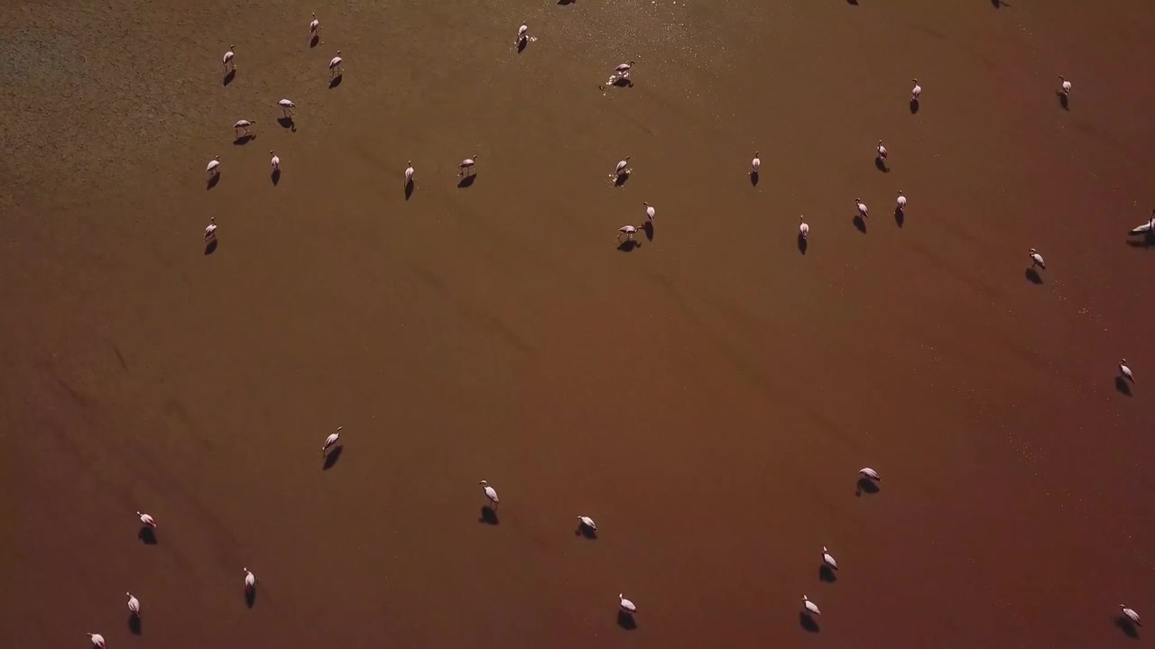 Vista aérea de flamencos, la naturaleza virgen de los alrededores amplifica la belleza etérea del momento, donde el elegante ascenso de los flamencos armoniza con el paisaje virgen de abajo