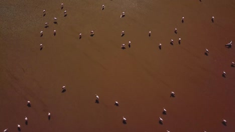 Vista-Aérea-De-Flamencos,-La-Naturaleza-Intacta-De-Los-Alrededores-Amplifica-La-Belleza-Etérea-Del-Momento,-Donde-El-Elegante-Ascenso-De-Los-Flamencos-Armoniza-Con-El-Paisaje-Intacto-Que-Se-Encuentra-Debajo.