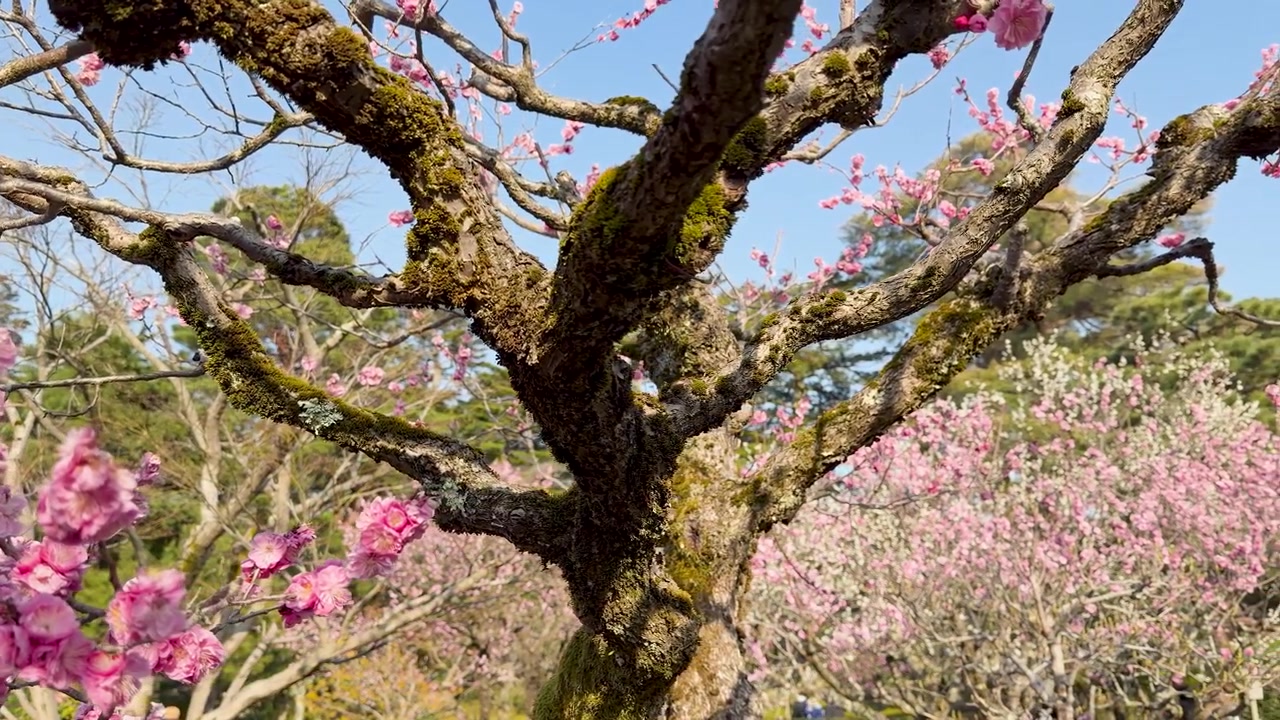 Un lent panoramique capture des fleurs de prunier roses éclatantes contre un ciel bleu clair.