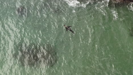 Cape-Fur-Seal-Swims-On-The-Crystal-Clear-Water-In-Vleesbaai,-Western-Cape,-South-Africa