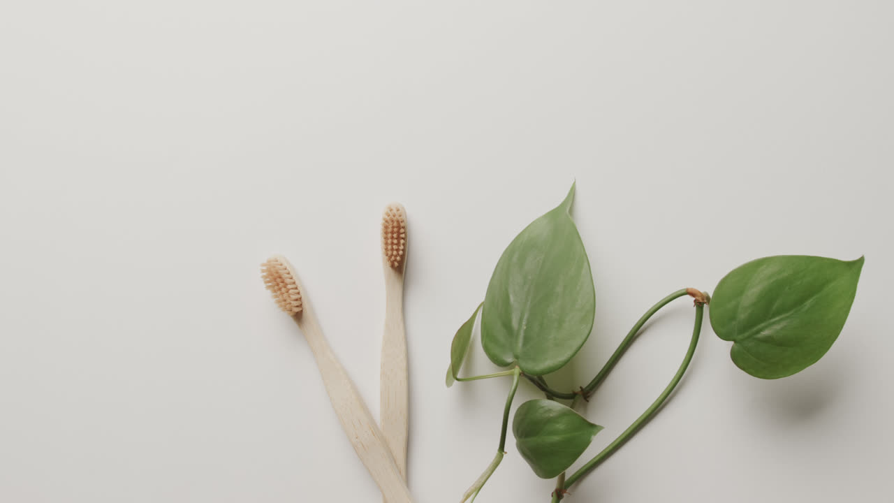 Close up of two toothbrushes and plant on white background with copy space