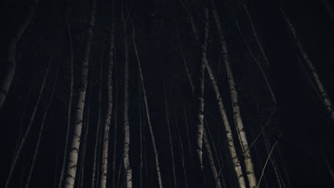 birch trees at night