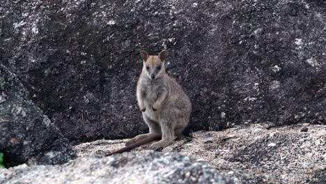 Ein-Baby-Mareeba-Rock-Wallaby-Hüpft-Davon