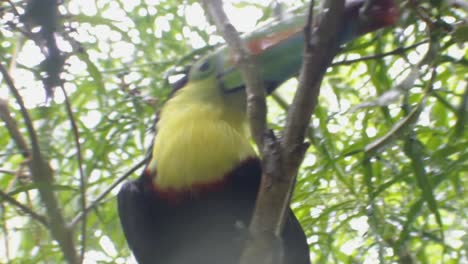 toucan rests in a tree