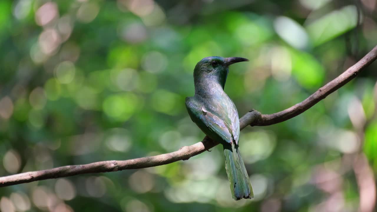 en una vid delgada y desnuda, un apicultor de barba azul, nyctyornis athertoni, está mirando hacia el lado derecho mientras algunos insectos están volando.