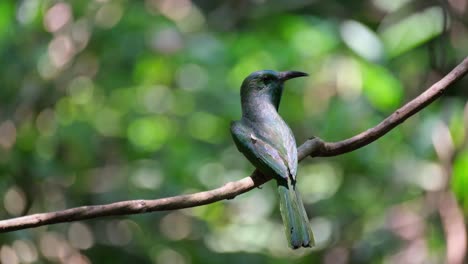 Auf-Einer-Dünnen,-Kahlen-Rebe-Hockt-Ein-Blaubartspint-(Nyctyornis-Athertoni)-Und-Blickt-Nach-Rechts,-Während-Einige-Insekten-Vorbeifliegen