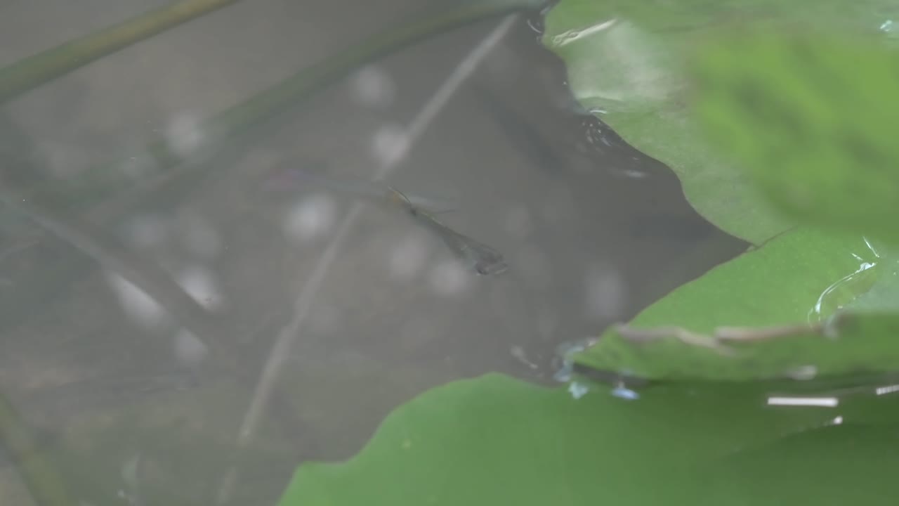 рыбка гуппи и лист лотосамакросъёмка