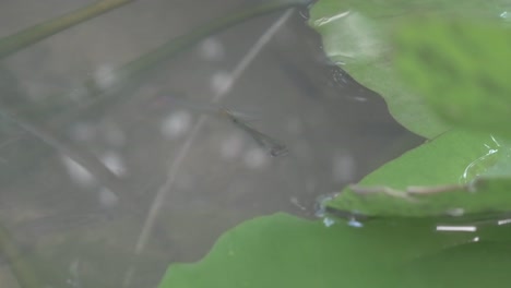 guppy fish and lotus leaf
macro shot