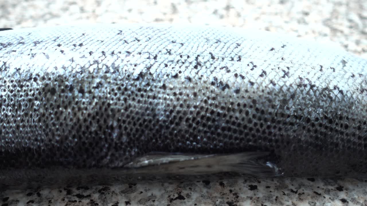Un salmone su un tavolo da cucina