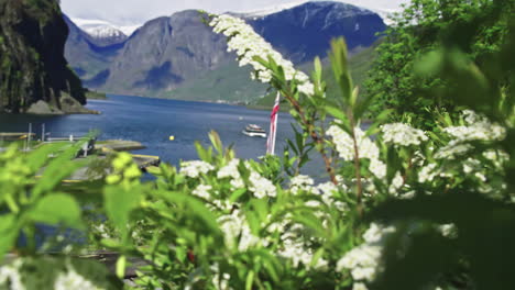 norway nordic fjord, alpine white flowers cinematic nature landscape mountains