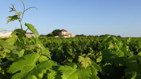 vineyard leaves in sunset light, peaceful scenery