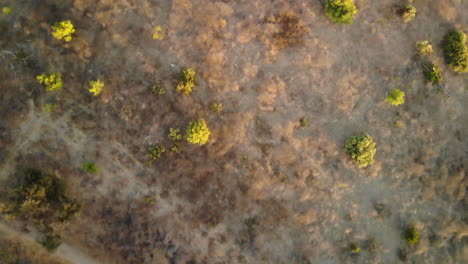 aerial fly over of dry desert land and plants