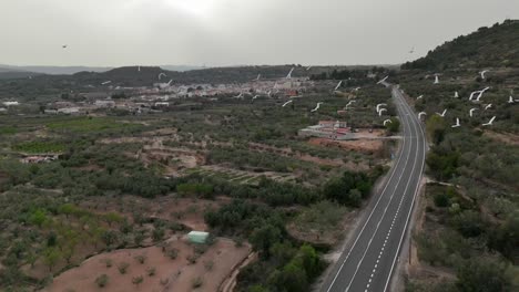 Closeup-aerial-drone-view-of-a-herd-of-white-herons-flying-on-a-rural-landscape-over-an-empty-road-and-olive-groves-in-Castellon,-SE-Spain