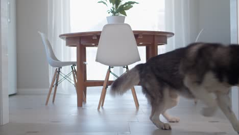 siberian husky run and play with ball at home