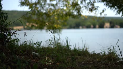 Nature-greenery-and-grass-near-pond-water-in-shade,-foreground-selective-focus