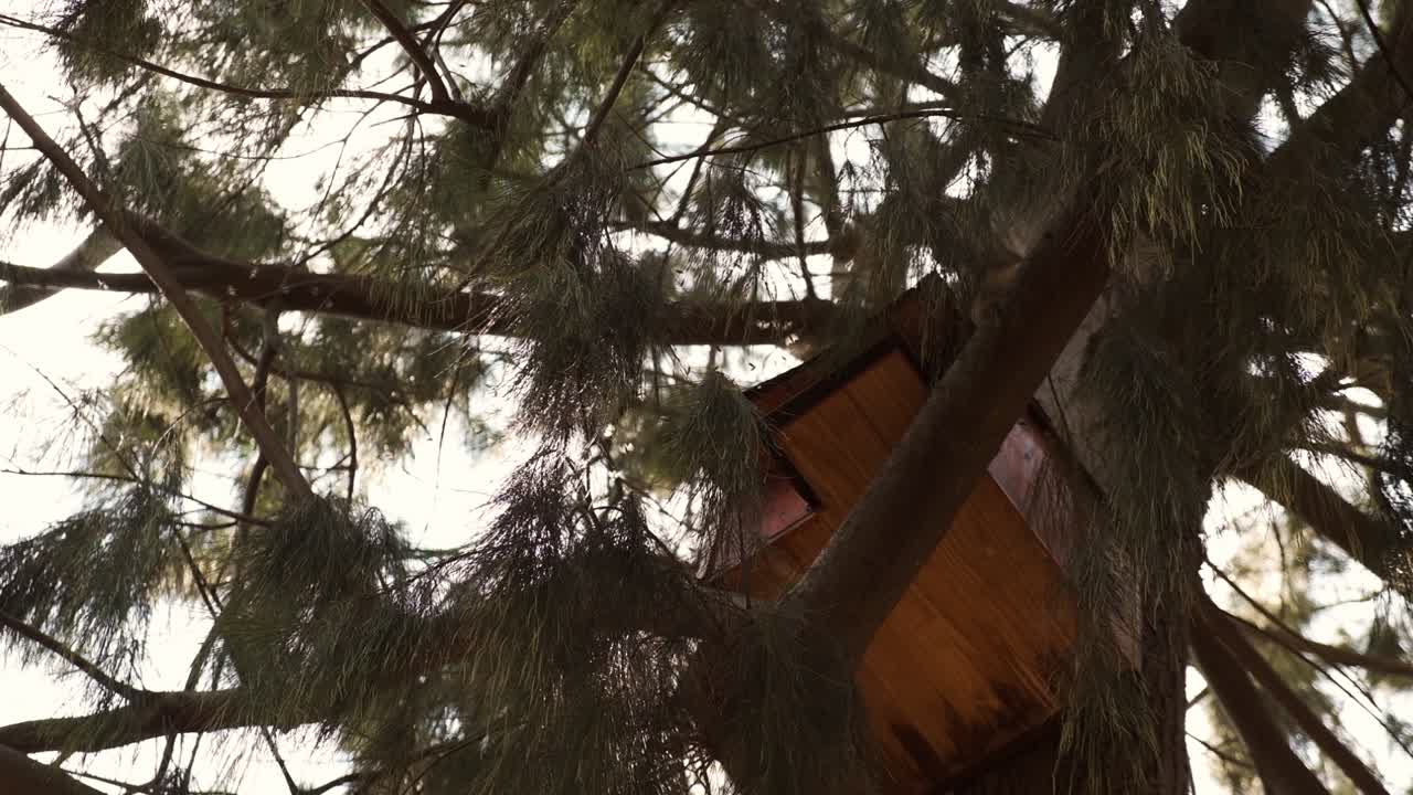Swarm of bees flying around wooden hanging shelter box in tree branches