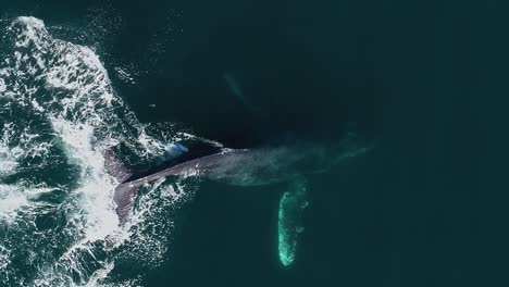 Ballena-Jorobada-Lobtailing-Comunicándose-Con-El-Ruido-De-La