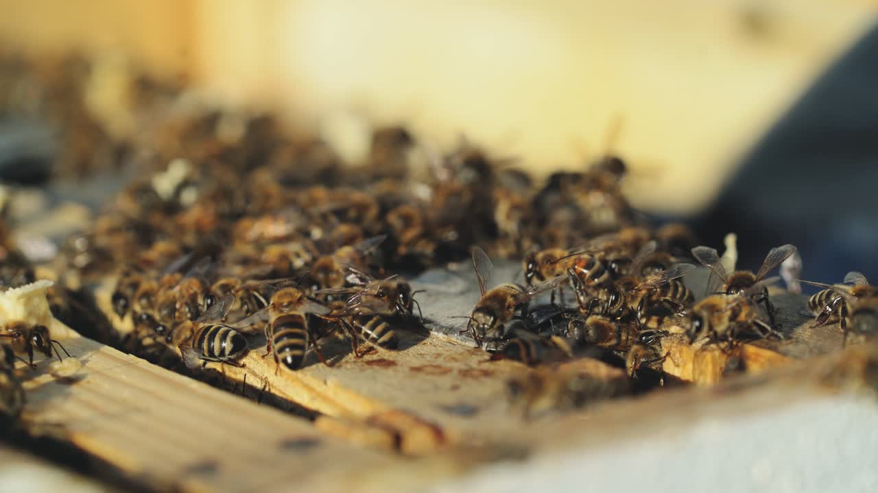 Close up view of the working bees on honey cells. Working bees on honeycomb.