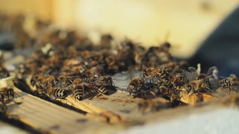 Close up view of the working bees on honey cells. Working bees on honeycomb.