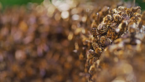 close shot of bee flying into hive