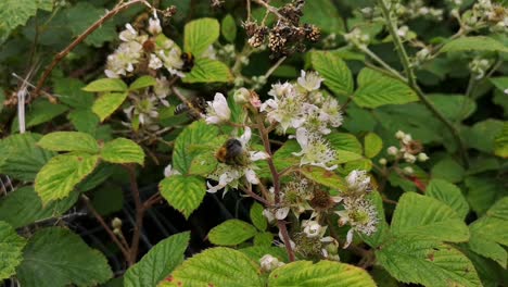 Bumblebees-pollinating-bramble-flowers,-close-up