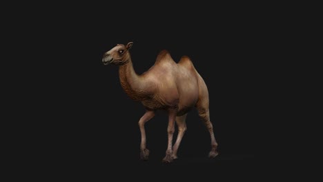 camel running seamless loop, alpha channel