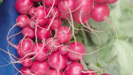 pink radishes