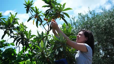 una joven granjera recogiendo frutos de loquat de un árbol.