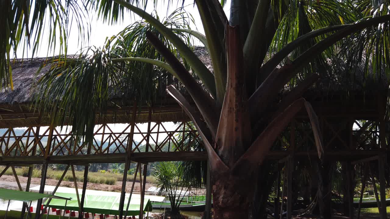4k daytime video slowly revealing, from an impressive dock built on the shores of the Laguna de los Milagros in Tingo Maria, to a great imposing coconut tree